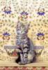 Схема вышивки «Серия  Крашеные кошки»