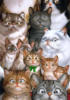 Схема вышивки «Кошки,кошки...»