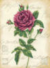 Схема вышивки «Королевская роза»