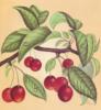 Схема вышивки «Cherries»