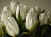 Схема вышивки «Белая роскошь тюльпанов»