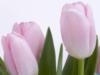 Схема вышивки «Розовые тюльпаны »