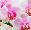 Подушка орхидеи: оригинал
