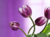 Схема вышивки «Violet Tulips»