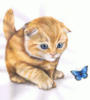Котик с бабочкой: оригинал