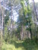 Тамбовский лес: оригинал