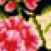Цветы герани: предпросмотр