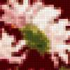 Хризантемы "осень": предпросмотр