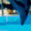 Дельфины: предпросмотр