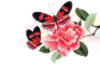 Бабочки и цветок: оригинал