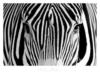 Схема вышивки «Портрет зебры»