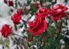 Розы на снегу: оригинал