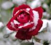 Схема вышивки «Роза в снегу»