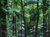 Схема вышивки «Пальмовый лес»