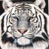 Тигр белый: оригинал