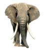 Сафари (слон): оригинал