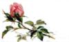 Одинокая розовая  роза: оригинал