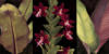 Триптих орхидея: оригинал