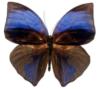 Схема вышивки «Подушка "Бабочка"»
