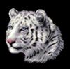 Схема вышивки «Подушка "белый тигр"»