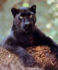 Схема вышивки «Panther»