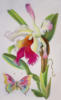 Схема вышивки «Орхидея с бабочкой»