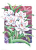 Схема вышивки «Белые орхидеи»