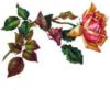 Схема вышивки «Оранжевая роза»