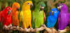 Схема вышивки «Радуга(попугаи)»