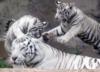 Схема вышивки «Тигрята и тигрица»