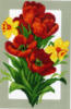 Схема вышивки «Красота тюльпанов»