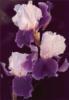 Сиренево-фиолетовый ирис: оригинал