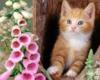 Котенок и цветы: оригинал