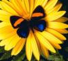 Схема вышивки «Бабочка на желтом цветке»