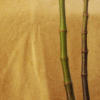 Стебли бамбука: оригинал