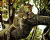 Леопард на дереве: оригинал