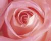 Схема вышивки «Любимая роза»