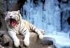 Белый тигр у воды: оригинал