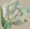 Схема вышивки «Белый тюльпан»
