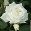 Подушка " белая роза": оригинал