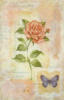Схема вышивки «Роза с  бабочкой»