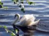 А белый лебедь на пруду...: оригинал
