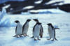 Пингвины: оригинал