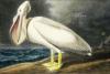 Схема вышивки «White Pelican»