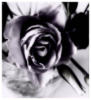 Черная роза 4: оригинал