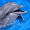 Схема вышивки «Подушка дельфин»