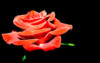 Роза-царица цветов: оригинал