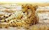 Леопард на отдыхе: оригинал