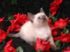 Котёнок в розах: оригинал