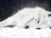 Белый волк на снегу: оригинал